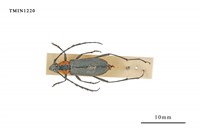 藏品(淡黑紅天牛)的圖片